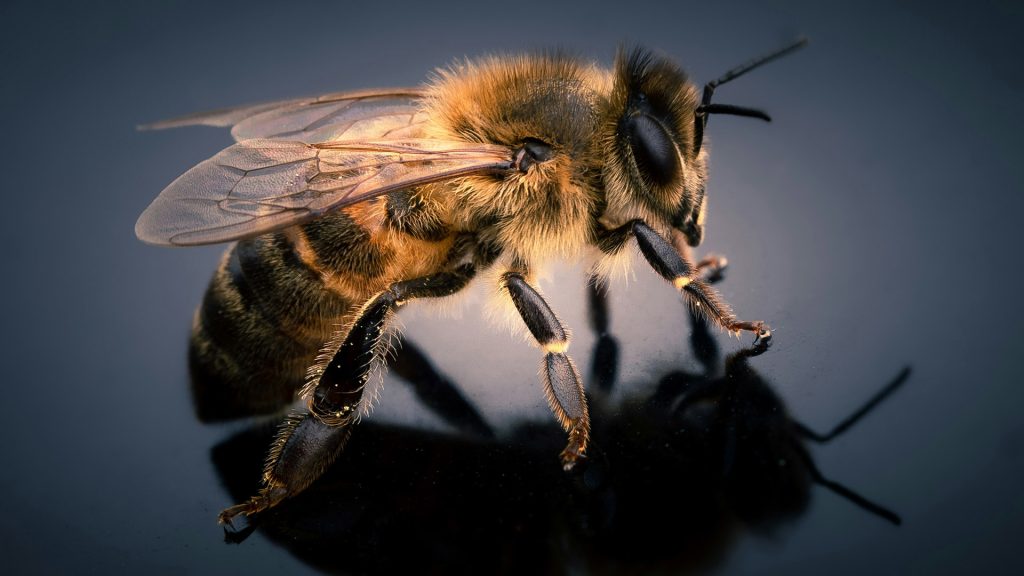 Pesticides, désaccords au Parlement autour d’une note scientifique sur les dangers de l’acétamipride
