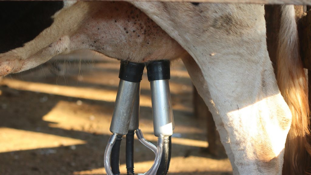 Lait à l’égout en Mayenne : pendant que les éleveurs pleurent, certaines fortunes explosent
