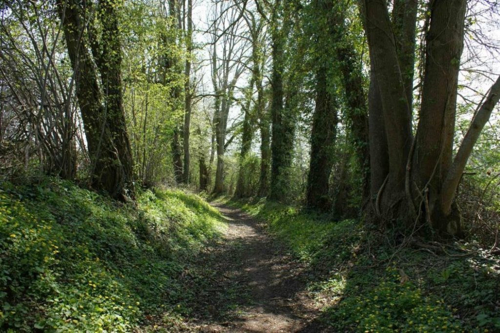 En Lorraine, la “libre évolution” gagne les forêts
