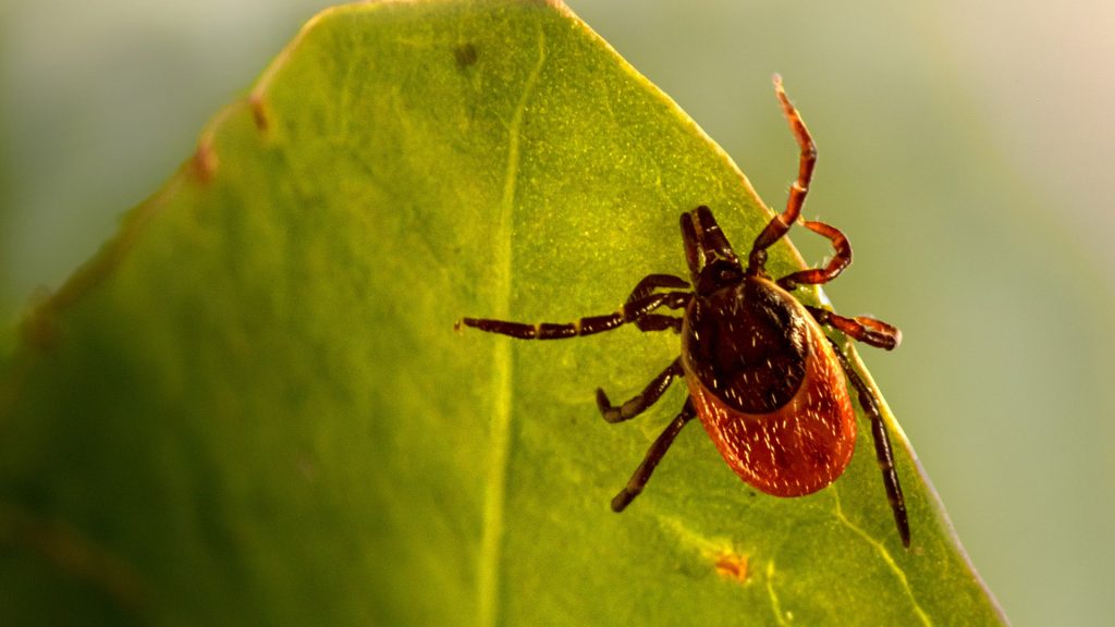 Maladie de Lyme : de l’importance de conserver la tique